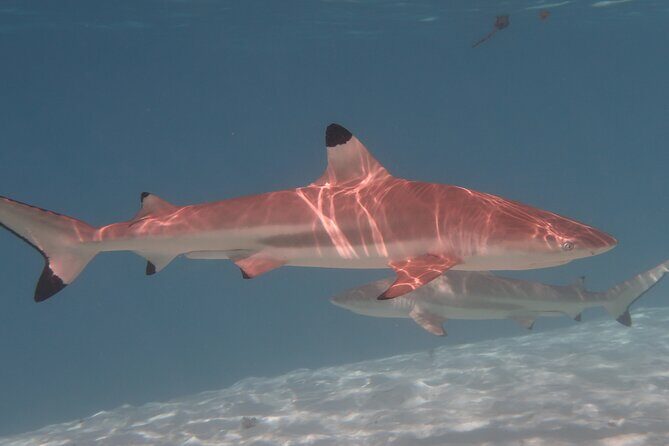 Private lagoon tour (rays, sharks, turtles) by boat in Moorea - Final Thoughts