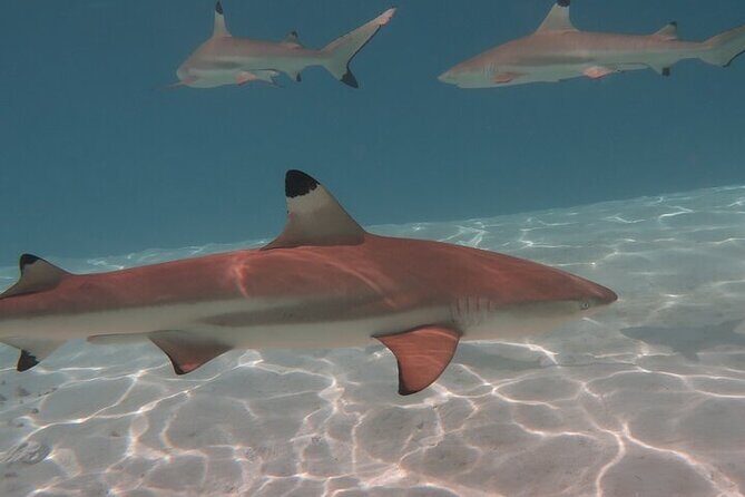 Private lagoon tour (rays, sharks, turtles) by boat in Moorea - FAQs