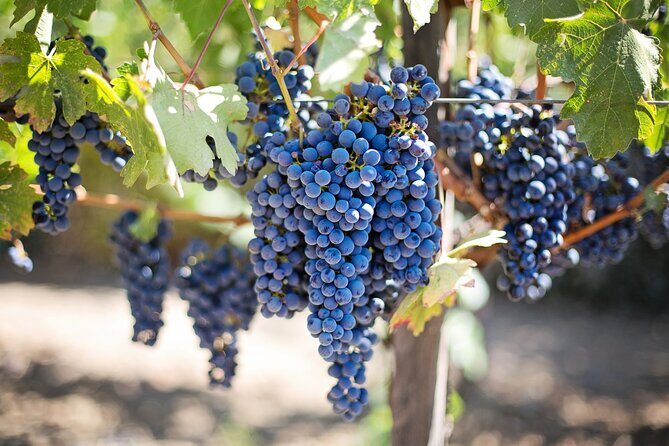 Private Limousine Tour of Napa or Sonoma Valley - Exploring the Itinerary in Detail