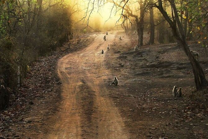 Private Lion Safari in the Gir National Park in Gujarat - What to Expect During Your Safari