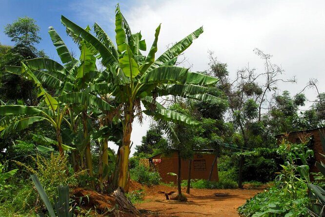 Private Local Market Tour in Tengeru - Exploring Tengeru’s Local Market: A Genuine Taste of Tanzanian Community Life