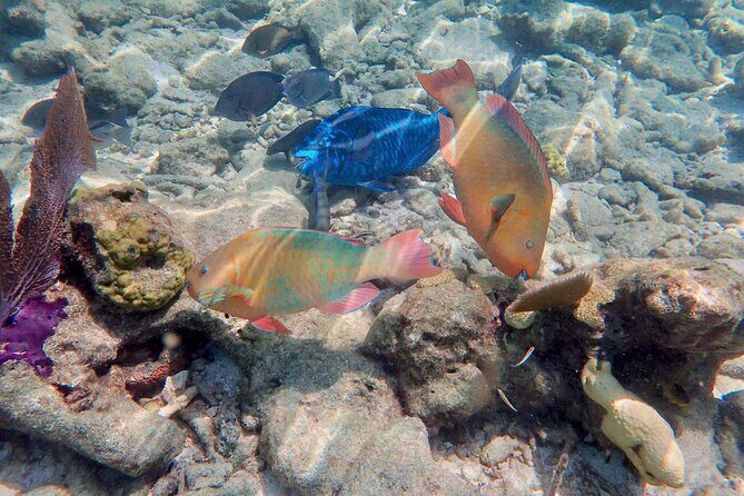 Private Looe Key Snorkel from Big Pine Key - Practical Details to Keep in Mind