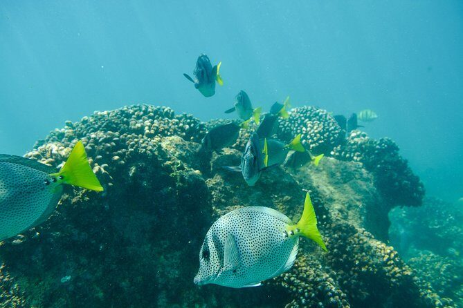 Private Los Cabos snorkeling tour to Chileno bay and Santa Maria cove - An In-Depth Look at the Tour