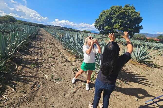 Private Lunch in Mezcal Maguey Fields - The Sum Up: Why This Tour Is a Must-Do
