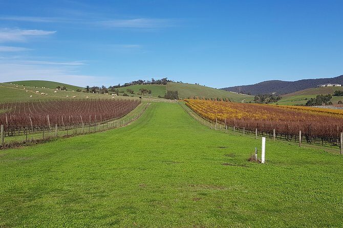 Private, Luxury and Tailored Yarra Valley Wine Tour - A Closer Look at the Yarra Valley Private Wine Tour