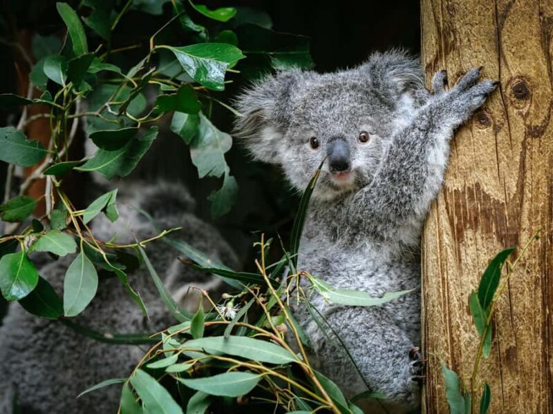 PRIVATE LUXURY BLUE MOUNTAINS ADVENTURE | FROM SYDNEY - Why This Tour Stands Out