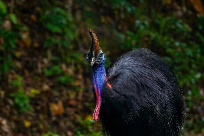 Private Luxury Cape Tribulation Adventure and Crocodile Cruise - Exploring the Private Luxury Cape Tribulation Adventure and Crocodile Cruise