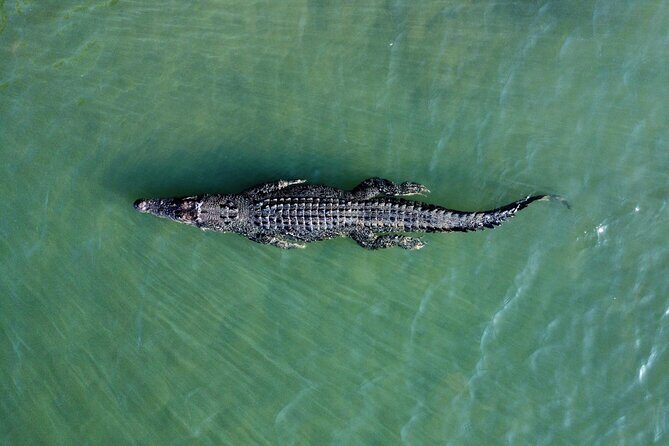 Private Luxury Cape Tribulation Adventure and Crocodile Cruise - The Itinerary in Detail