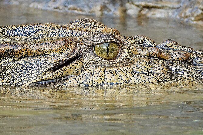 Private Luxury Cape Tribulation Adventure and Crocodile Cruise - Price and Value Analysis