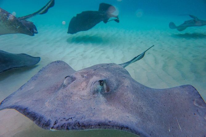 Private, luxury, custom charters to Stingray City, Snorkeling & More - The Bottom Line: Who Will Love This Tour?