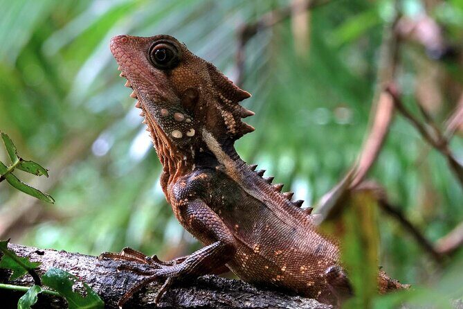 Private Luxury Daintree Dream Tour All Inclusive - The Itinerary in Detail