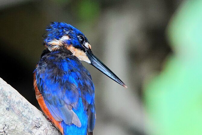 Private Luxury Daintree Dream Tour All Inclusive - Potential Drawbacks to Keep in Mind