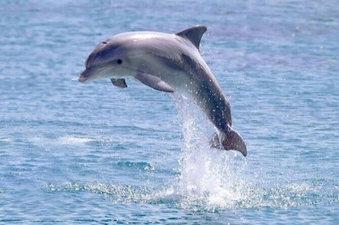 Private Luxury Dolphin House Boat Tour With Lunch - Hurghada - Final Thoughts