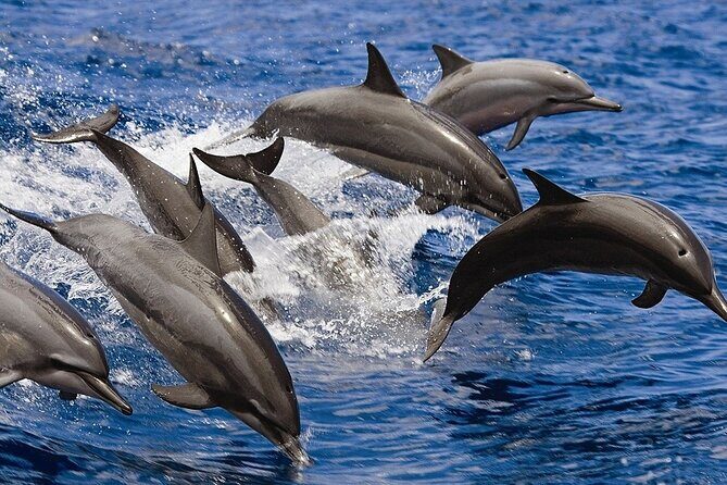 Private Luxury Dolphin House Boat Tour With Lunch - Hurghada - Frequently Asked Questions