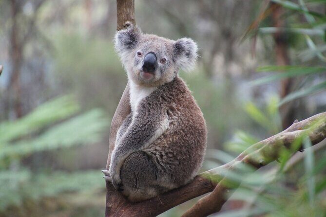 Private Luxury Great Ocean Road 2 Day Tour - Authentic Reviews and Insights