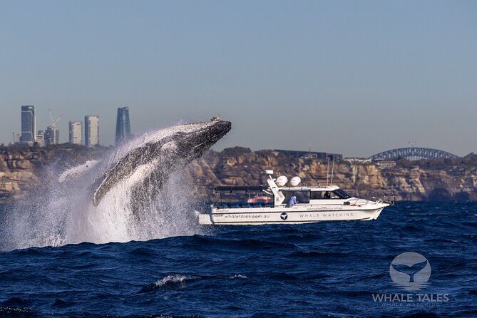 Private Luxury Intimate Whale Watching - A Detailed Look at Private Luxury Intimate Whale Watching in Sydney