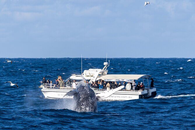 Private Luxury Intimate Whale Watching - The Itinerary: What to Expect