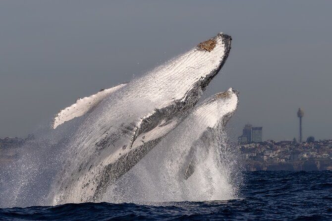Private Luxury Intimate Whale Watching - Pricing and Value: Is It Worth It?
