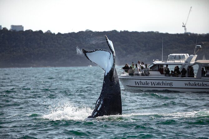 Private Luxury Intimate Whale Watching - Authentic Feedback From Past Travelers