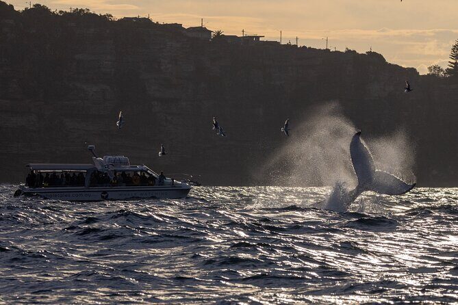 Private Luxury Intimate Whale Watching - Final Thoughts: Who Should Consider This Tour?