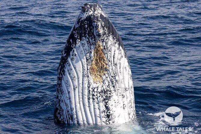 Private Luxury Intimate Whale Watching - Frequently Asked Questions