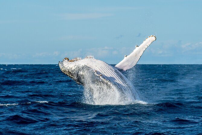 Private Luxury Intimate Whale Watching - Final Remarks