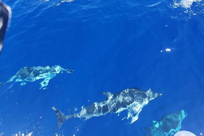 Private Luxury Sailboat Charters of Honolulu - The Itinerary: What to Expect During Your Sail