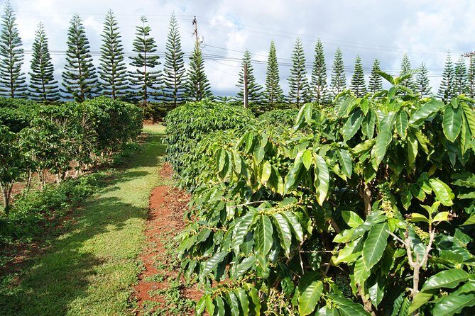 Private Luxury Tour of Kauai: South & West Shores - The Experience Review Summary