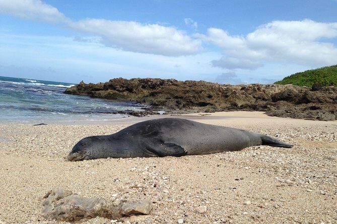Private luxury tour of Oahu island - Who Should Book This Tour?