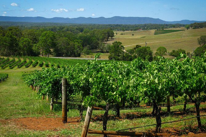 Private Luxury Tour: Tastes of the Hunter Valley - Why This Tour Gets Rave Reviews