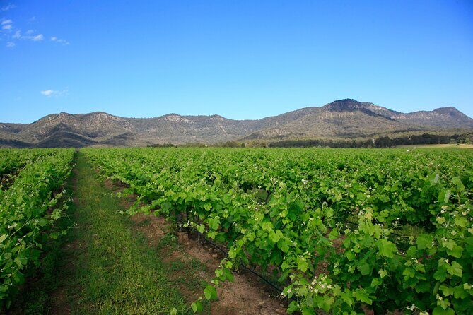 Private Luxury Tour: Tastes of the Hunter Valley - The Sum Up