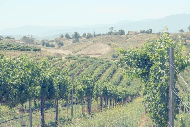 Private Luxury Transportation Experience - Temecula Valley - The Value of a Private Tour in Temecula