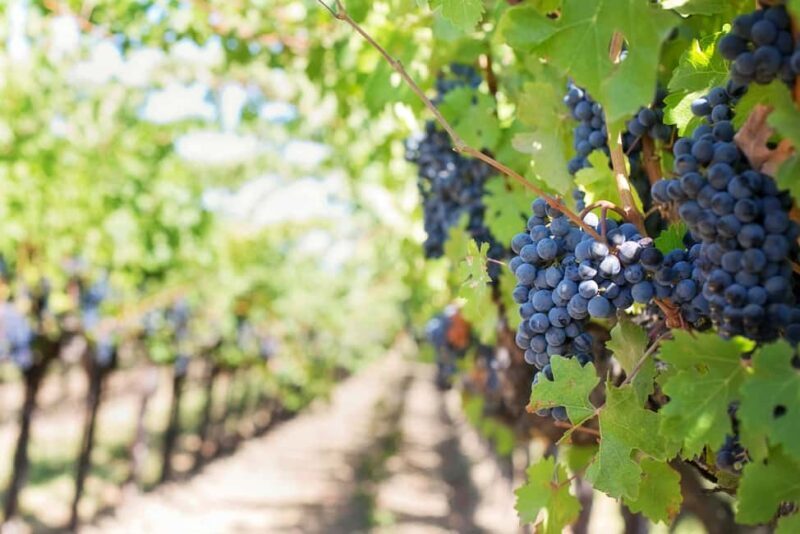 Private Luxury Winery Trip of Long Island, New York, USA - An In-Depth Look at the Long Island Wine Tour