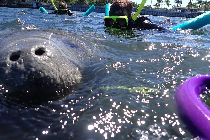 Private Manatee Snorkeling Tour - Introduction: A Unique Way to Meet the Gentle Giants