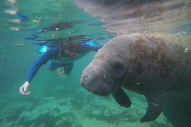 Private Manatee Snorkeling Tour - Key Points