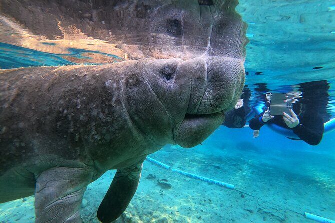 Private Manatee Snorkeling Tour - The Value of This Private Tour