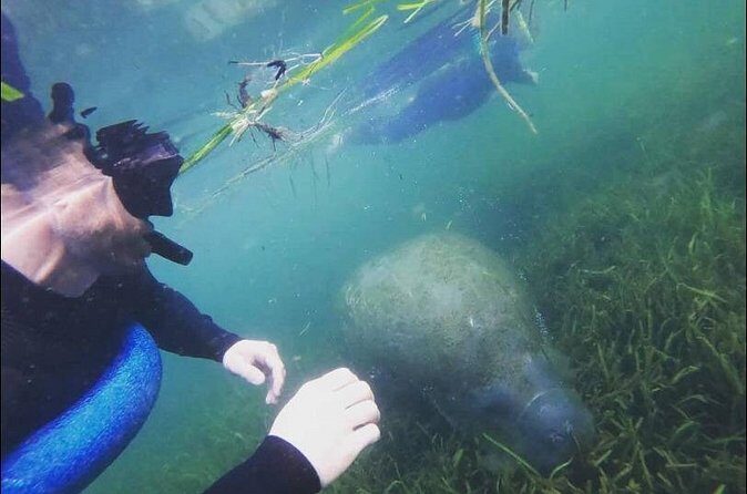 Private Manatee Snorkeling Tour - What We Love About the Tour