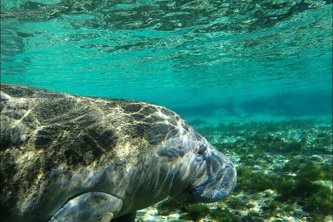 Private Manatee Snorkeling Tour - What to Consider Before Booking
