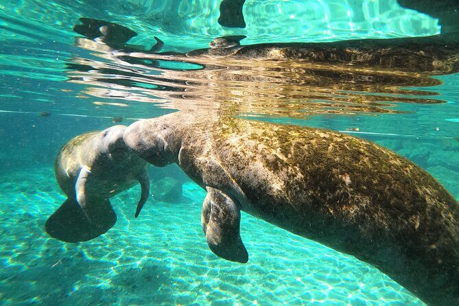 Private Manatee Snorkeling Tour - Who Is This Tour Best For?