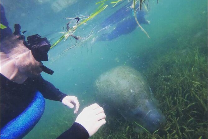 Private Manatee Snorkeling Tour - The Sum Up: Authentic, Personal, and Memorable