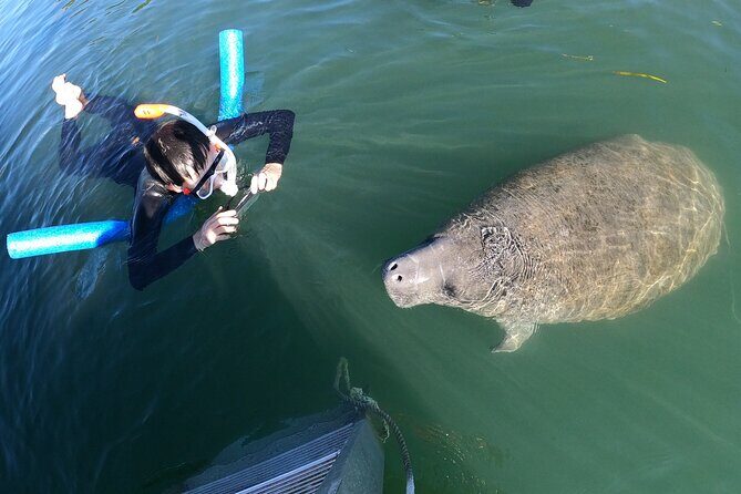 Private Manatee Snorkeling Tour - FAQ
