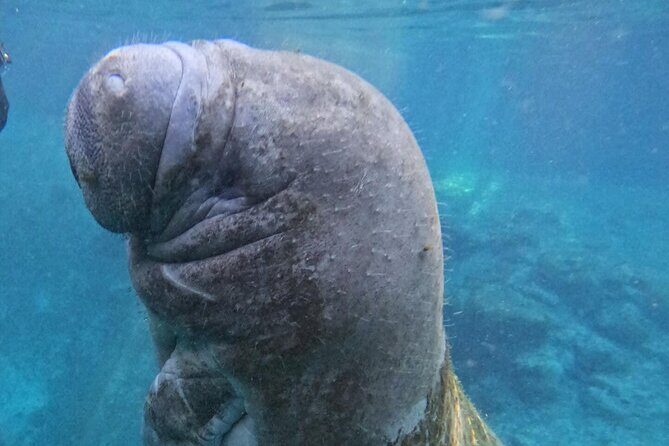 Private Manatee Swim Crystal River FL 6 Passenger Max Free Photos - Who Should Consider This Tour?