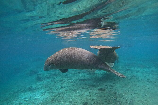 Private Manatee Swim Tour - The Experience in Detail