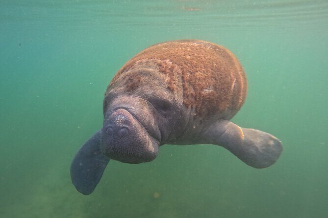 Private Manatee Swim Tour - The Sum Up: Is It Worth It?