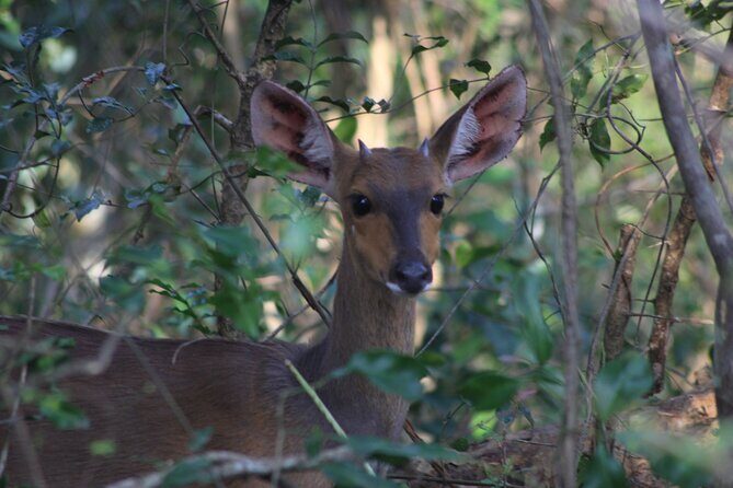Private Maputo National Park Safari Day Tour with Pickup - Who Will Enjoy This Tour?