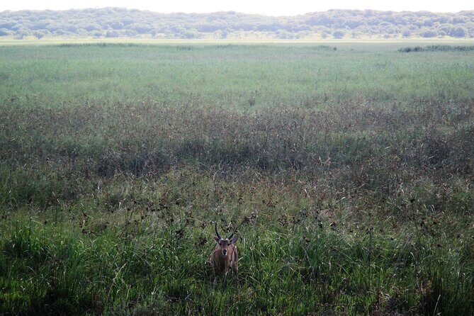 Private Maputo National Park Safari Day Tour with Pickup - The Sum Up