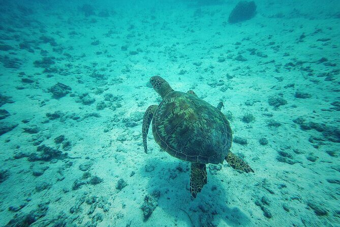 Private Marine Excursion and snorkeling in the lagoon of Moorea - Key Points