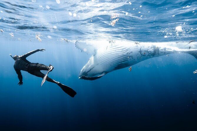 Private Marine Excursion and snorkeling in the lagoon of Moorea - FAQ