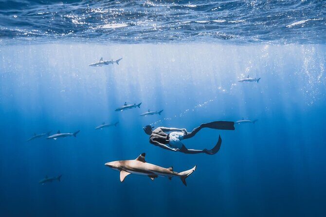 Private Marine Wildlife Adventure with Underwater Photography - A Closer Look at the Experience
