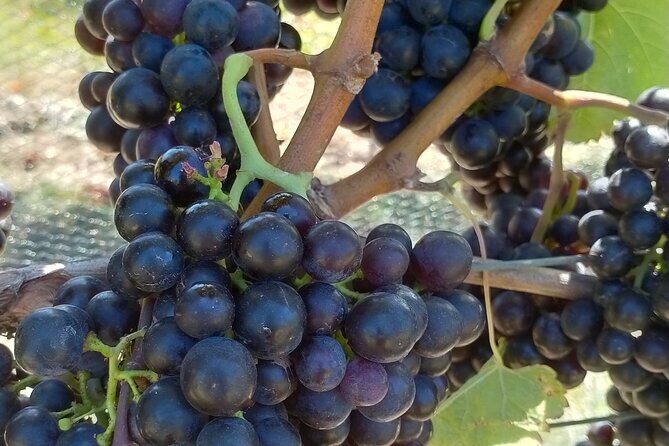 Private Martinborough Wine Tour for Wine Enthusiasts - Exploring the Itinerary